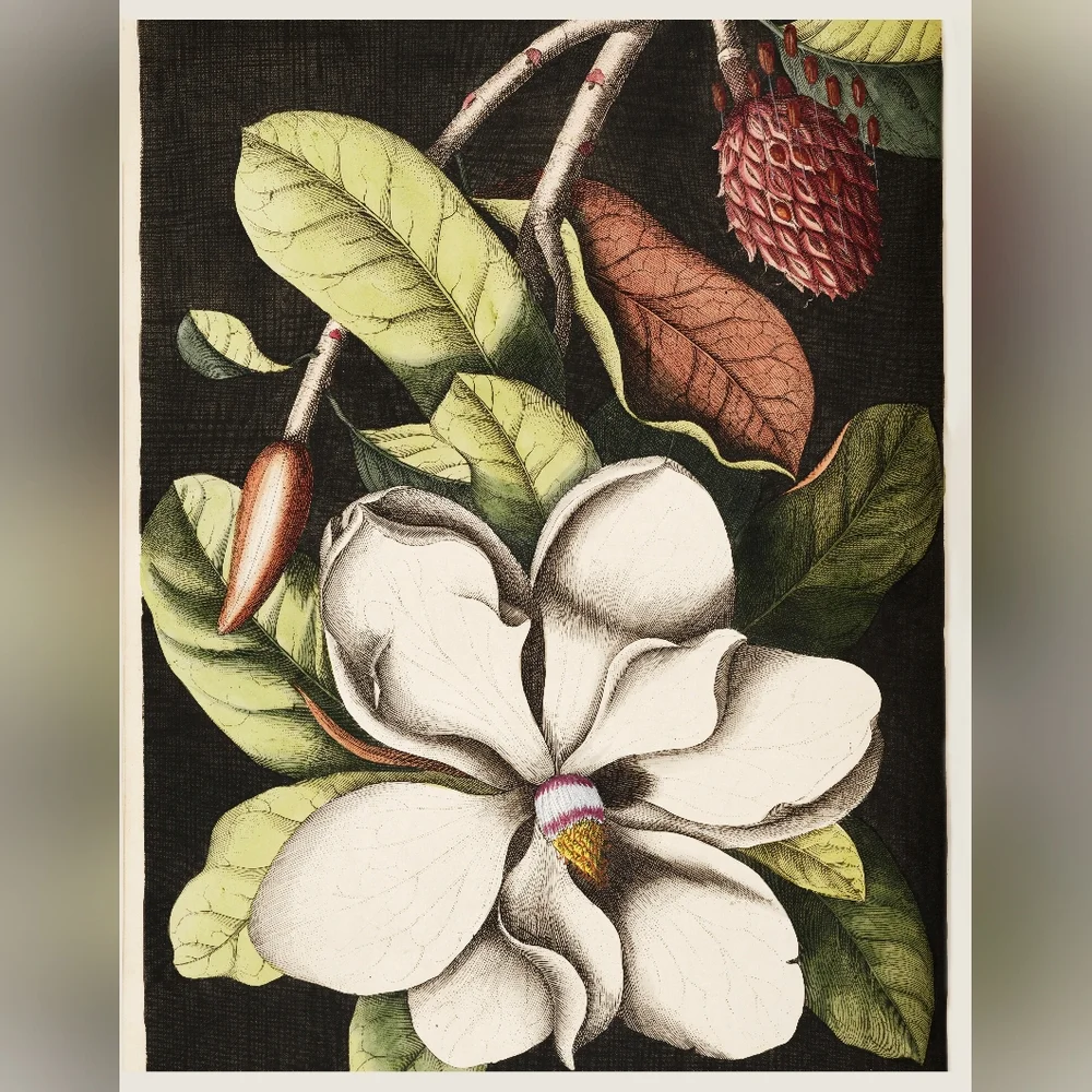 Laurel Tree Magnolia Art Print
